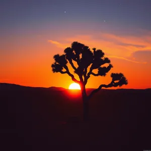 Majestic Solitude: A Desert Sunset Dreamscape