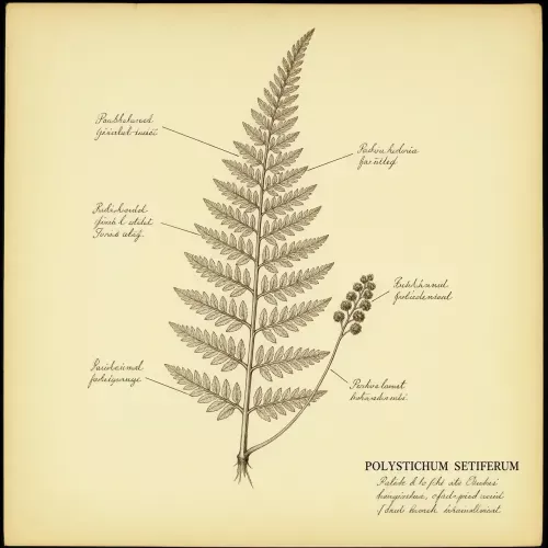 Vintage botanical study sheet on aged paper